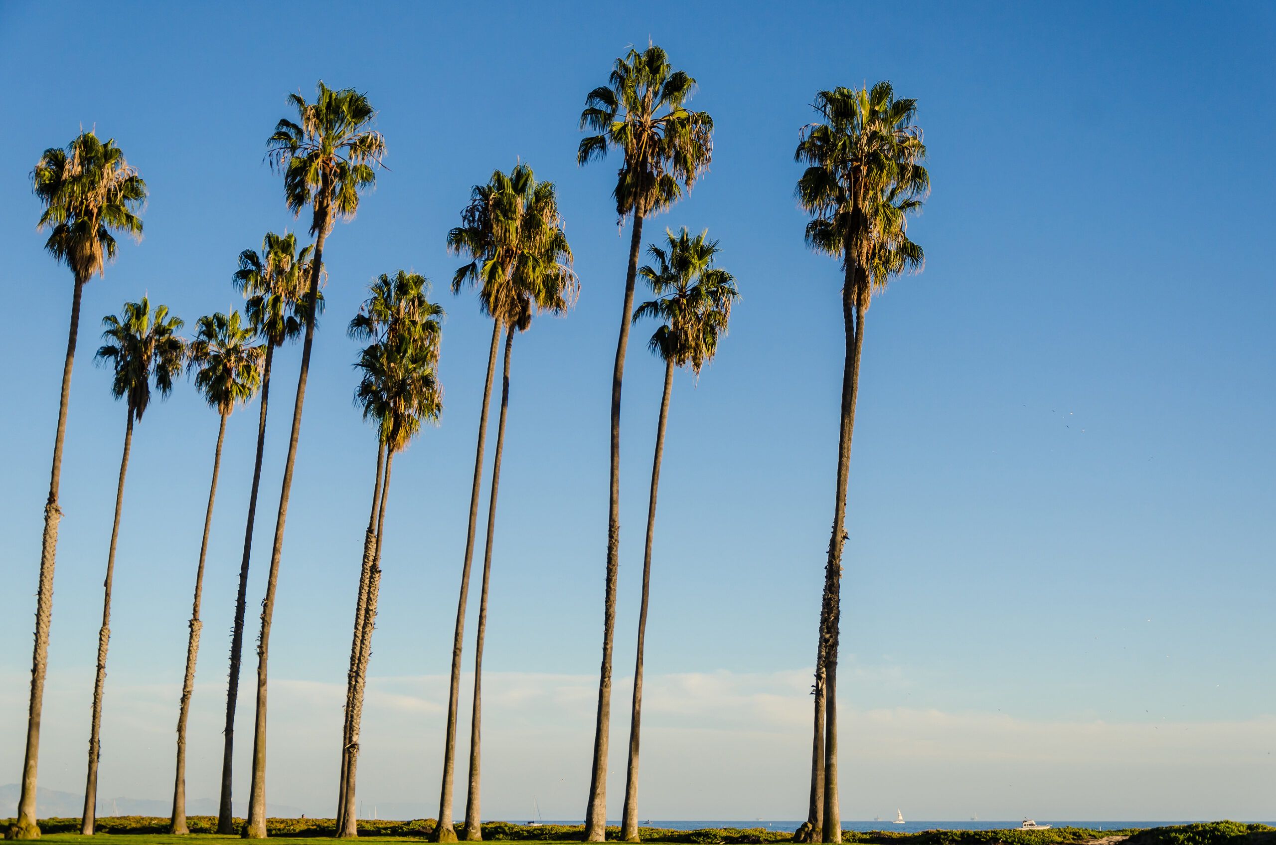 California high palm trees on the beach near the ocean, blue sky background, Santa Barbara